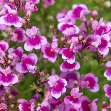 Färgsporre 'Fantasista Pink', Lejongapslika små blomspiror i intensivt ceriserosa med ljus schattering.