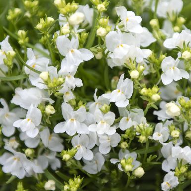 Färgsporre ''''Fantasista White''''