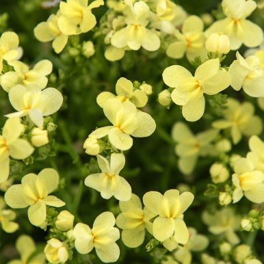 Färgsporre 'Fantasista Yellow', Rikblommande och lättodlad, ypperlig som kantväxt och för samplantering i krukor och rabatter.