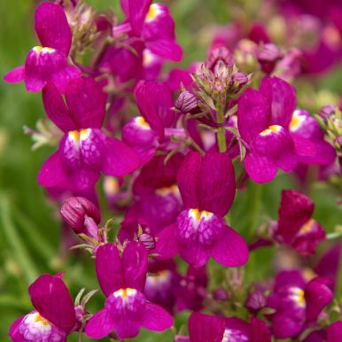 Färgsporre 'Fantasista Rose', Lejongapslika små blomspiror i rosenrött med vit mitt. Prydligt, kompakt växtsätt.