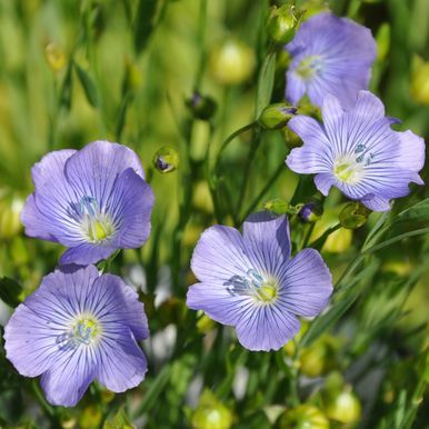 Blomsterlin 'Blue Dress'