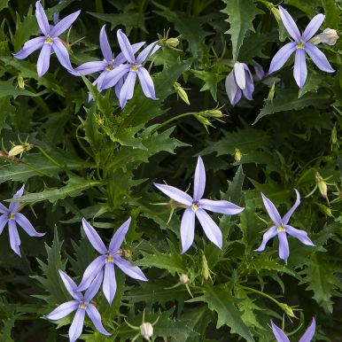 Stjärnlobelia F1 'Gemini Blue'