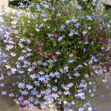 Hänglobelia 'Colour Cascade'