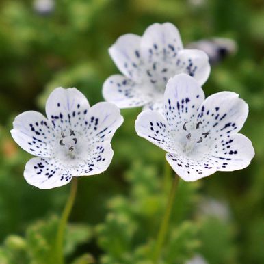 Snökärleksblomster 'Snowstorm'