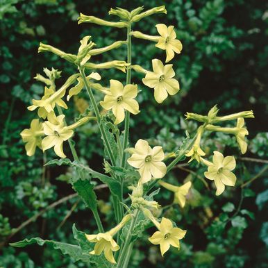 Blomstertobak 'Lime Green'