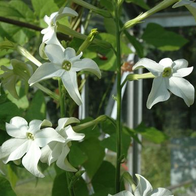 Stor Blomstertobak 'Grandiflora'