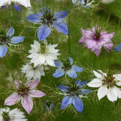 Jungfrun i det gröna 'Persian Jewels'