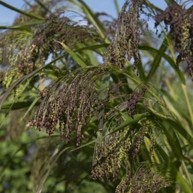 Hirs 'Violaceum'