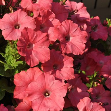 Hängpetunia F1 'Easy Wave Coral Reef'