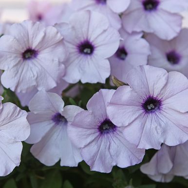 Hängpetunia F1 'Easy Wave Silver'