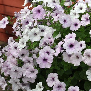 Rondellpetunia F1 'Tidal Wave Silver'