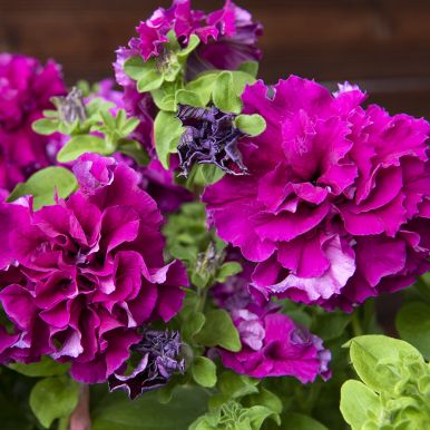 Petunia F1 'Double Cascade Burgundy'