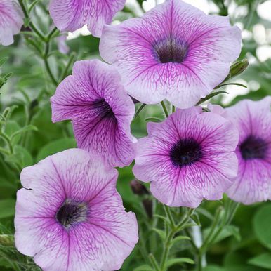 Hängpetunia F1 'Shock Wave Pink Vein'