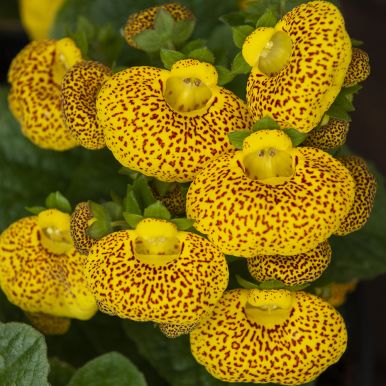 Toffelblomma F1 'Dainty Yellow with Spots'