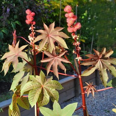 Ricin 'Carmencita Bright Red'