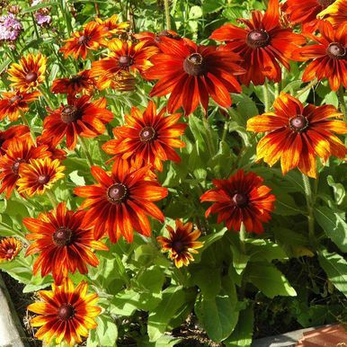 Sommarrudbeckia 'Cappuccino'