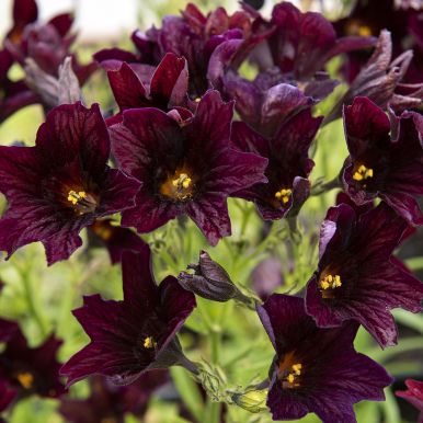 Trumpetblomma 'Black Trumpets'