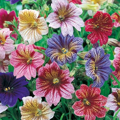 Trumpetblomma F2 'Bolero'