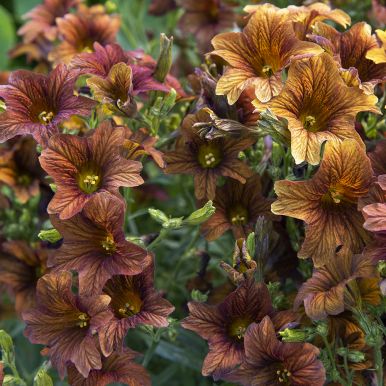 Trumpetblomma 'Cafe au Lait'