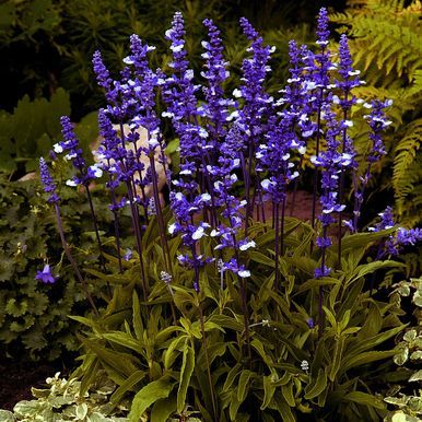 Daggsalvia 'Fairy Queen'