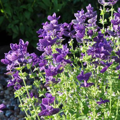 Broksalvia 'Blue Monday'