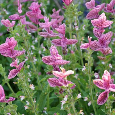 Broksalvia 'Pink Sundae'