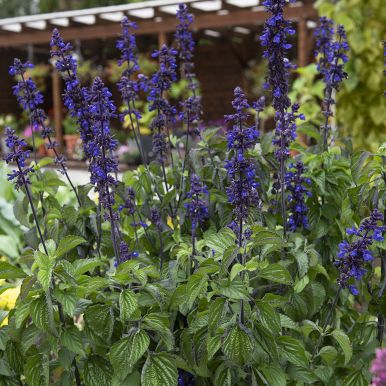 Salvia 'Big Blue'