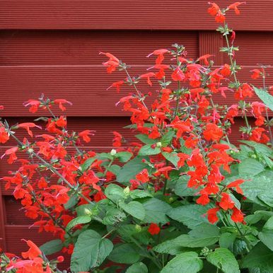 Scharlakanssalvia 'Summer Jewel Red'