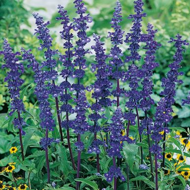 Daggsalvia 'Blue Bedder'