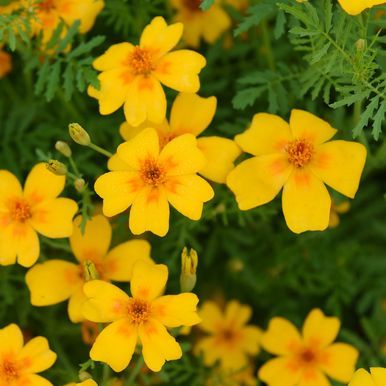 Liten Tagetes 'Golden Gem'