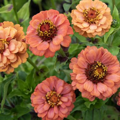 Zinnia 'Oklahoma Salmon'