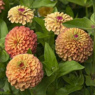 Zinnia 'Queeny Lime Orange'