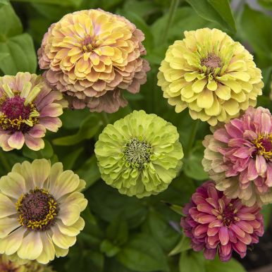 Zinnia 'Queeny Lime with Blotch'