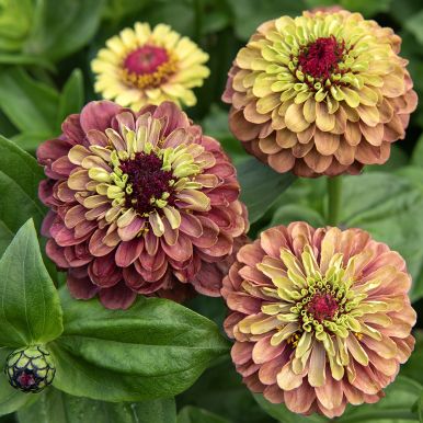 Zinnia 'Queeny Lime Red'