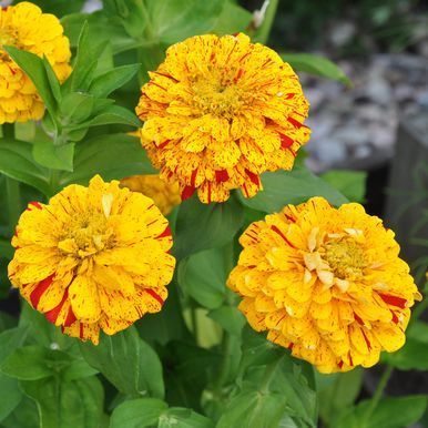 Zinnia 'Pop Art Golden & Red'