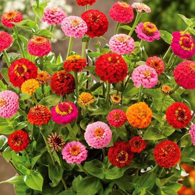 Zinnia 'Lilleputt'