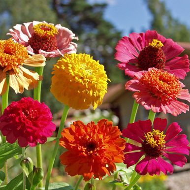 Zinnia 'Old Scabiosa'