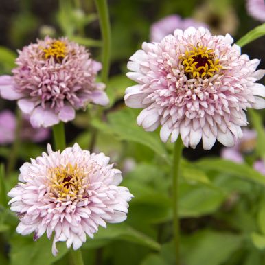 Zinnia 'Zinderella Lilac'