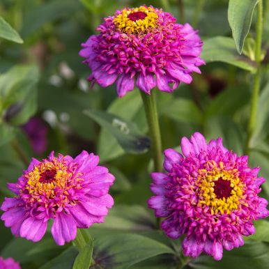 Zinnia 'Zinderella Purple'