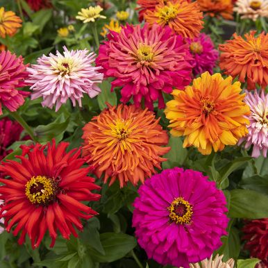Zinnie 'Glamour Girls' Samen Einjährige Blumen Impecta Fröhandel