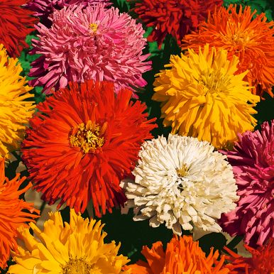 Zinnia 'Burpee Hybrids'