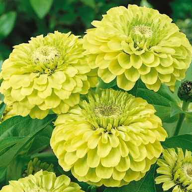 Zinnia 'Green Apple'