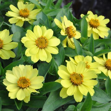 Marylandzinnia 'Zahara Yellow'