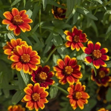 Guldzinnia 'Chippendale'