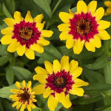 Marylandzinnia 'Profusion Red Yellow Bicolor'