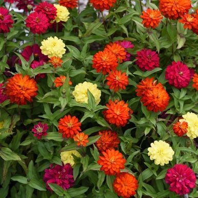Marylandzinnia 'Zahara Double Mix Brilliant'