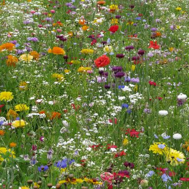 Sommarblom Blandning