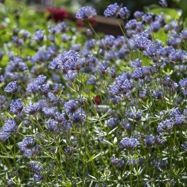 Blåmåra 'Blue Surprise'