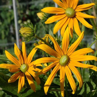 Sommarrudbeckia 'Prairie Green Eyes'