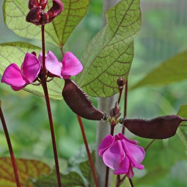 Rödbladig Hjälmböna 'Ruby Moon'